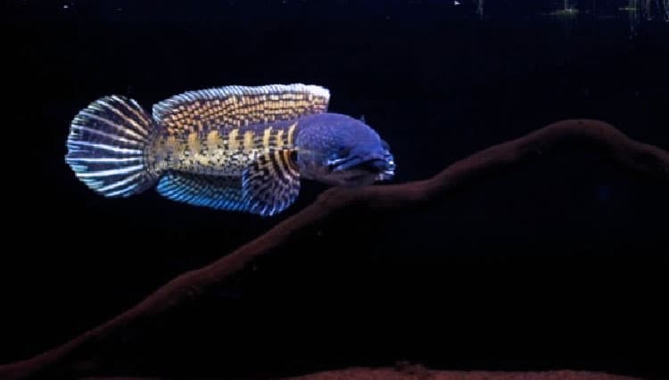 Pesona Channa Auranti,  Ikan Bermotif Elok yang Populer di Indonesia.