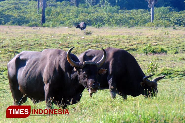 Populasi Banteng dan Merak di Taman Nasional Alas Purwo Meningkat
