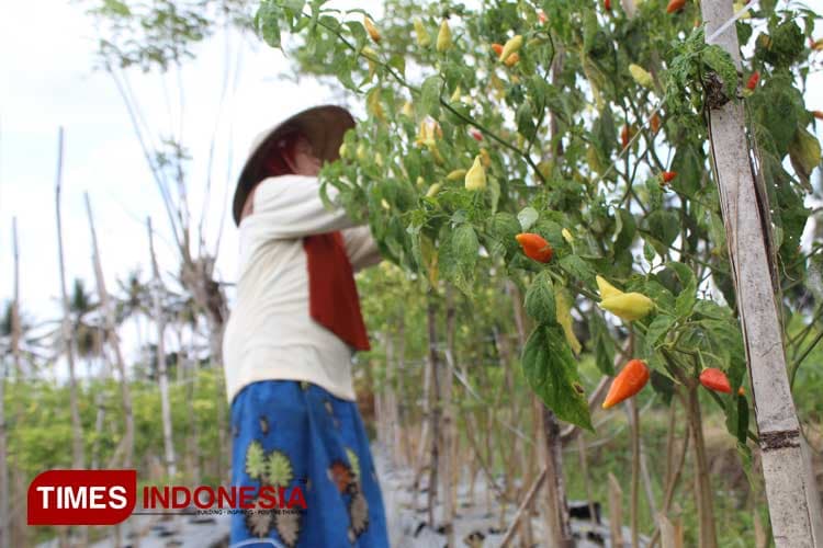 Banyuwangi Penyokong Kebutuhan Cabai di Kota Besar hingga Pabrik