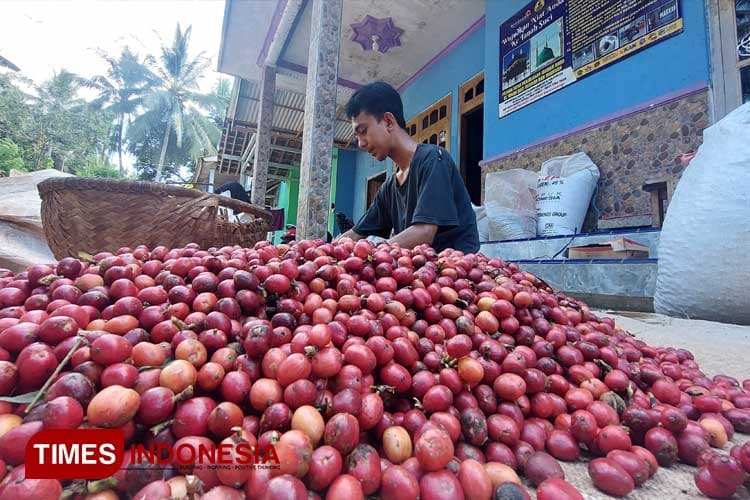 Harga dan Produksi Kopi di Banyuwangi Naik, Green Bean Robusta Meningkat 62 Persen