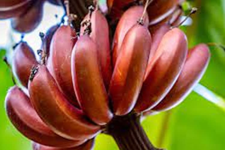 Manfaat Pisang Merah yang Dibalut Mitos