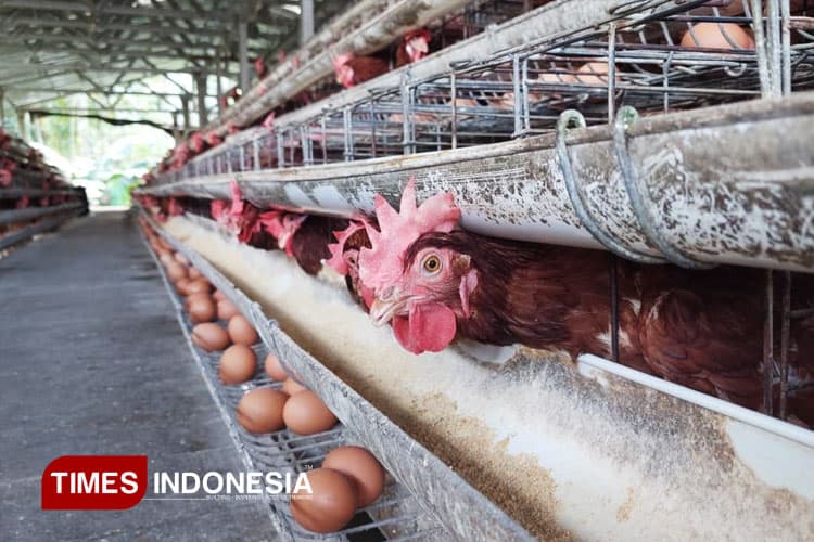 Cuaca Panas Berkepanjangan, Begini Dampaknya bagi Hewan Ternak