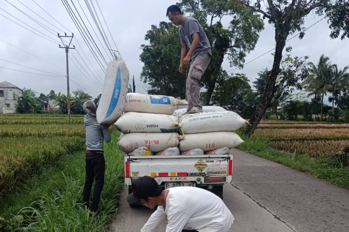 Perkuat Ketahanan Pangan, Bulog Cianjur Targetkan Serapan Gabah dan Beras Naik