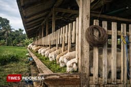 Harga Kambing di Banyuwangi Mulai Rp600 Ribu per Ekor, Saat Daging Sapi Tembus Rp150 Ribu per Kg