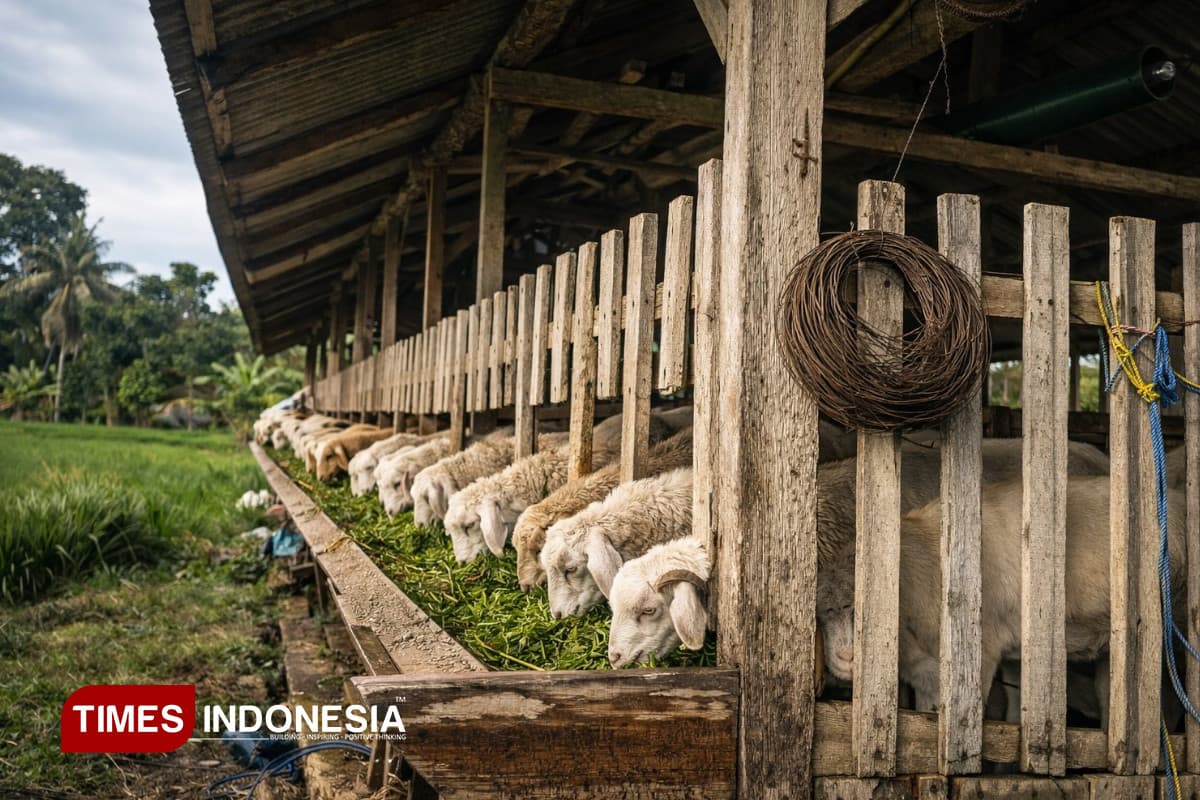 Harga Kambing di Banyuwangi Mulai Rp600 Ribu per Ekor, Saat Daging Sapi Tembus Rp150 Ribu per Kg