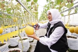Melon Hidroponik Banyuwangi Jadi Primadona Baru Pertanian Modern