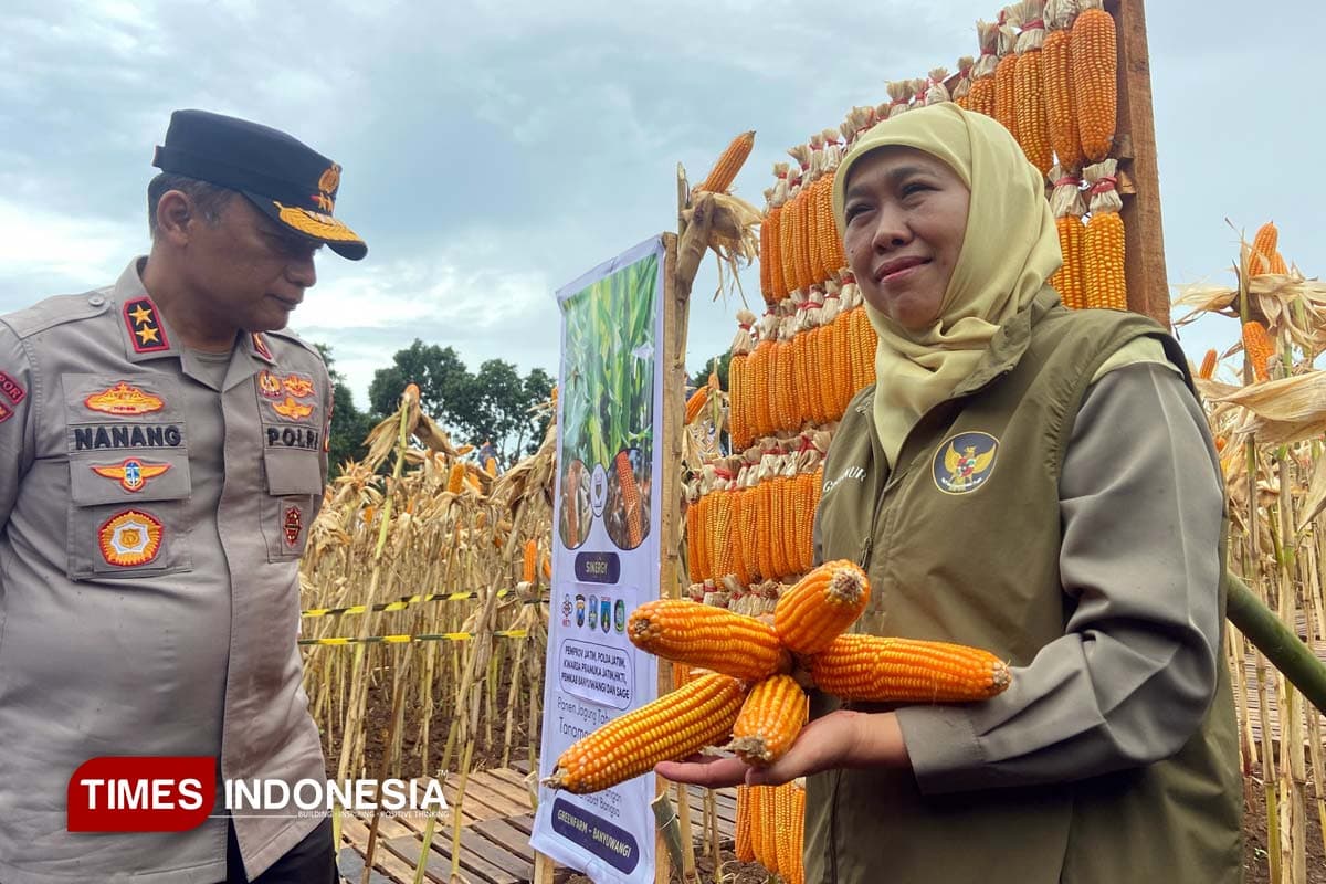 Gubernur Khofifah: Banyuwangi Disiapkan Jadi Pemasok Jagung Industri Pakan Ternak Jatim