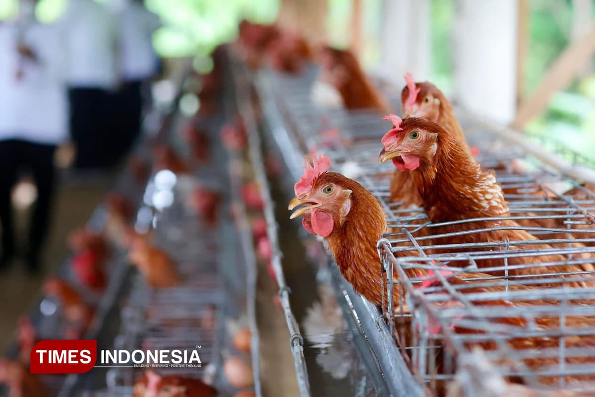 Pancaroba Datang, Peternak Banyuwangi Diminta Waspadai Fenomena Aratan