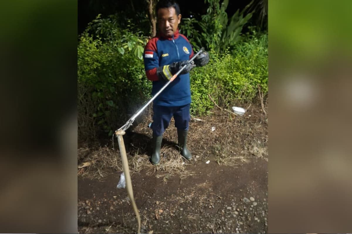 Ular Kobra Sembunyi di Bawah Kasur Resahkan Warga di Banyuwangi