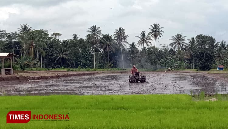 Komoditas Pertanian dan Peternakan Banyuwangi Alami Surplus